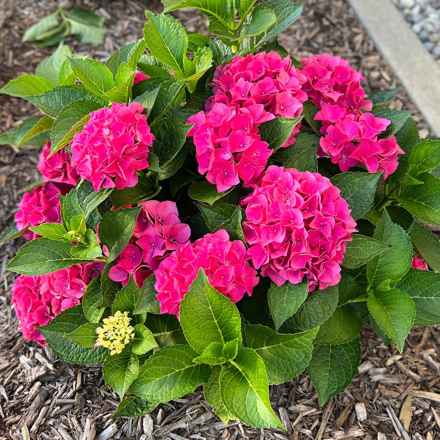 Top-down view of Wee Bit Giddy® Bigleaf Hydrangea is a vibrant plant with large clusters of bright pink flowers and lush green leaves, perfect for mulched garden beds by stone borders - Photo Property of Garden Crossings LLC.
