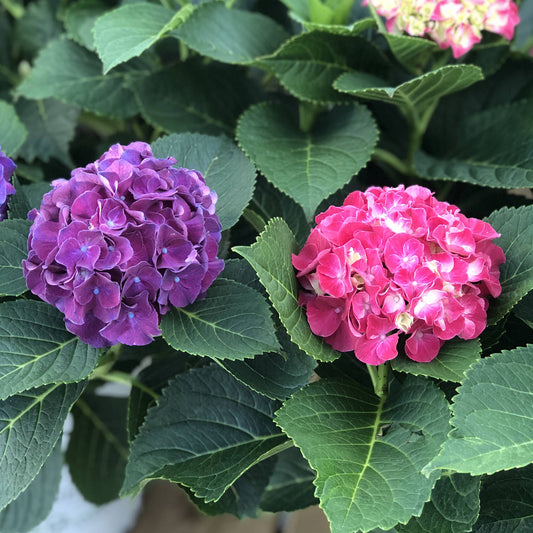 Wee Bit Grumpy® Bigleaf Hydrangea - Photo Property of Garden Crossings LLC