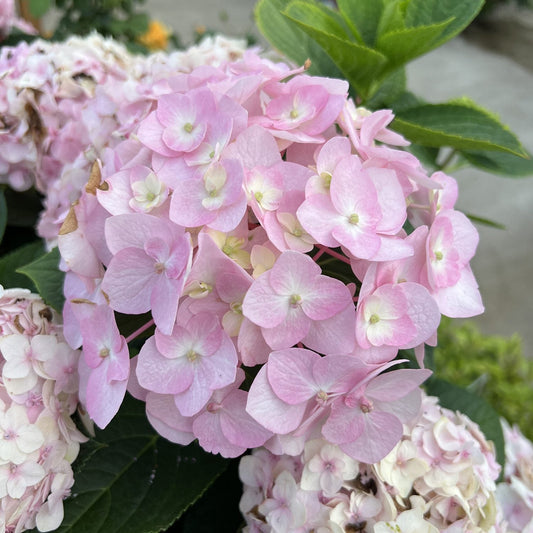 Close-up of Wee Bit Innocent® Bigleaf Hydrangea flowers in bloom, showcasing light pink clusters surrounded by green leaves and softly blurred hydrangea blooms in the background. - Photo Property of Garden Crossings LLC