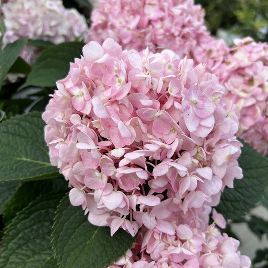Wee Bit Innocent™ Bigleaf Hydrangea - Photo Property of Garden Crossings LLC