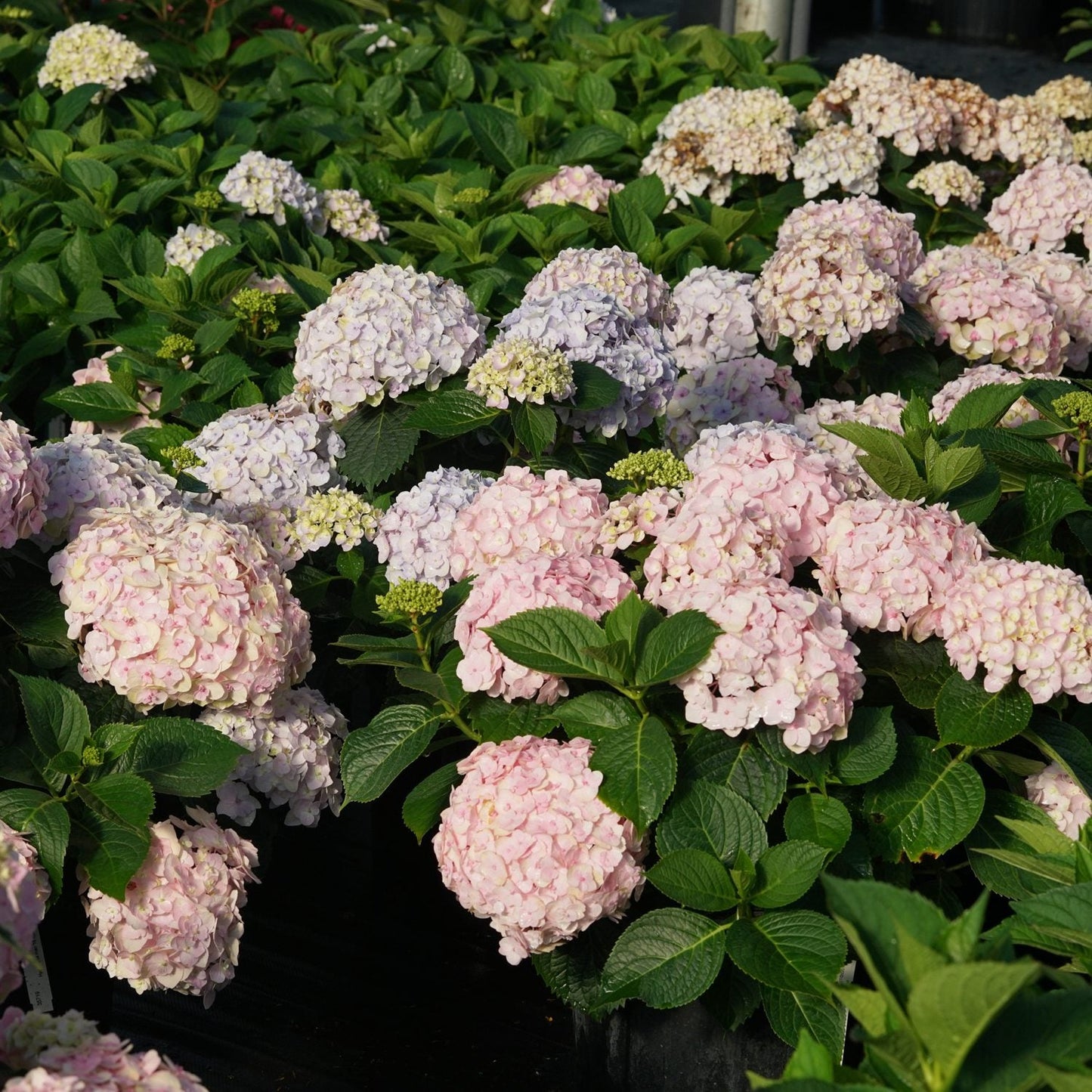 Clusters of Wee Bit Innocent® Bigleaf Hydrangea bloom in soft pink and pale lavender among green leaves, their blossoms highlighted by sunlight in a garden or nursery. - Photo Courtesy of Proven Winners, Inc.