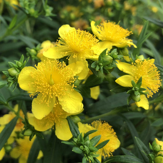 Close-up of Sunny Boulevard® St. John's Wort (Hypericum) with bright yellow flowers and long stamens, surrounded by green leaves and buds. This shrub displays vibrant clusters against lush foliage - Photo Property of Garden Crossings LLC.
