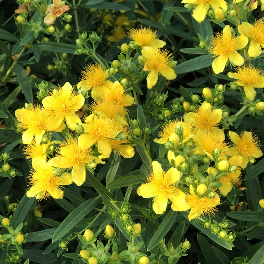 Close-up of Sunny Boulevard® St. John's Wort (Hypericum) features bright yellow flowers with bushy stamens, lush green leaves, and unopened buds - Photo Property of Garden Crossings LLC.