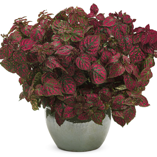 Hippo® Red Polka Dot Plant (Hypoestes) - Photo Courtesy of Proven Winners, Inc.