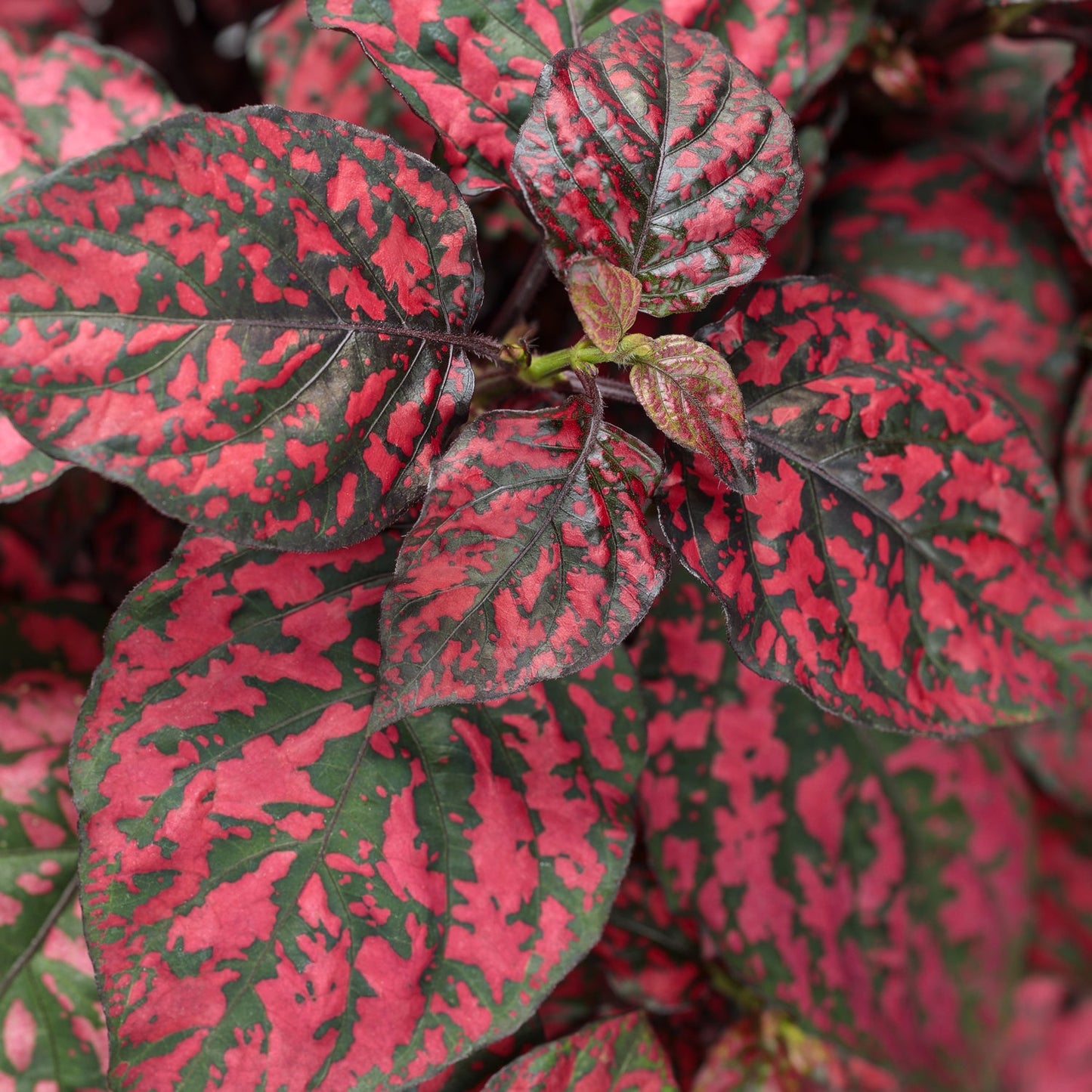 Close-up of vibrant Hippo® Red Polka Dot Plant (Hypoestes) leaves, featuring pink and green colors with irregular pink spots - Photo Courtesy of Proven Winners, Inc.