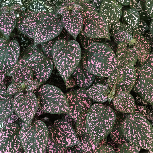 Hippo® Rose Polka Dot Plant (Hypoestes) - Photo Property of Garden Crossings LLC