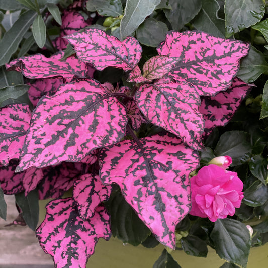 Hippo® Rose Polka Dot Plant (Hypoestes) - Photo Property of Garden Crossings LLC