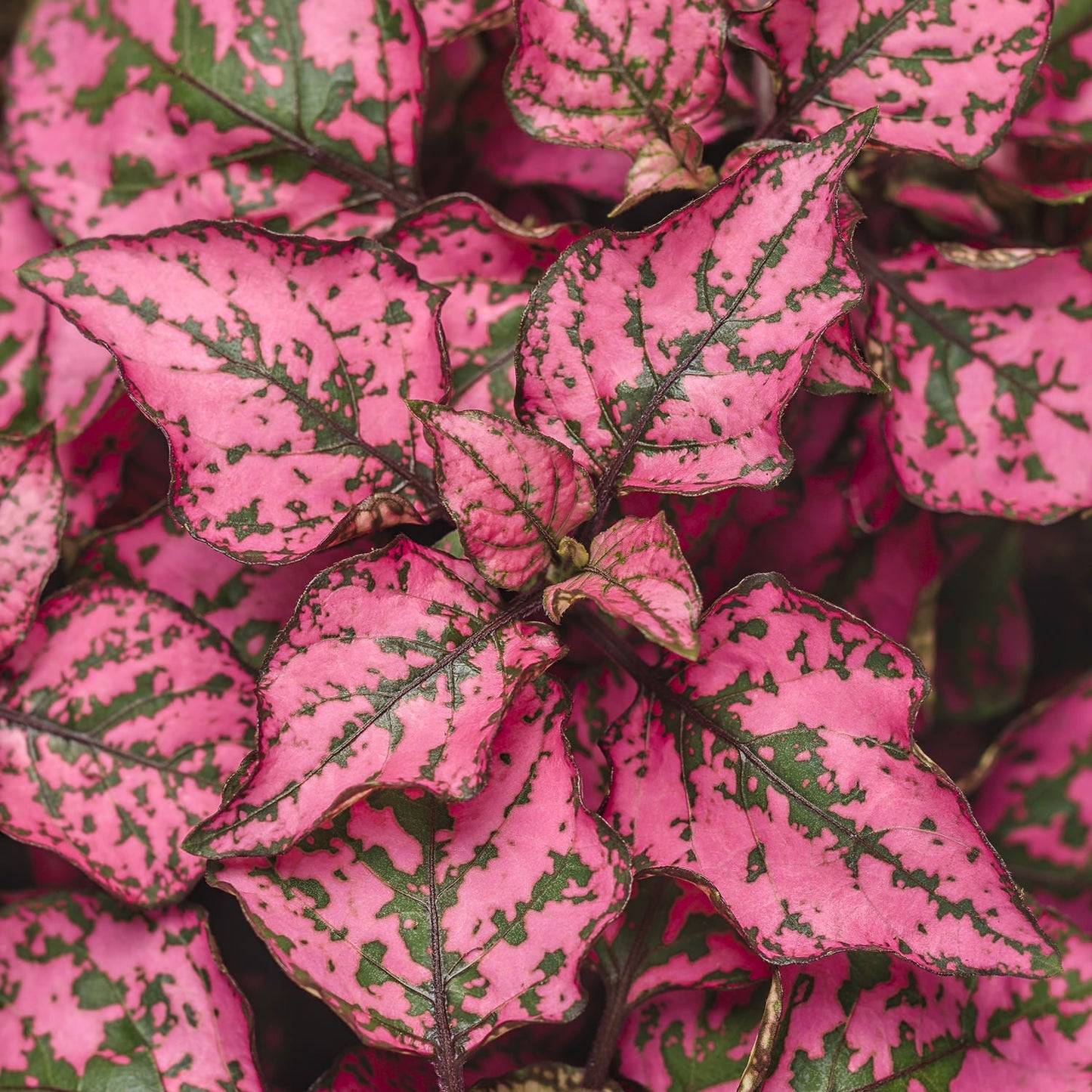Close-up of vibrant Hippo® Rose Polka Dot Plant (Hypoestes) leaves, featuring green and dark purple speckles. Its clustered foliage and vivid colors make it ideal for adding unique texture to any shade garden - Photo Courtesy of Proven Winners, Inc.