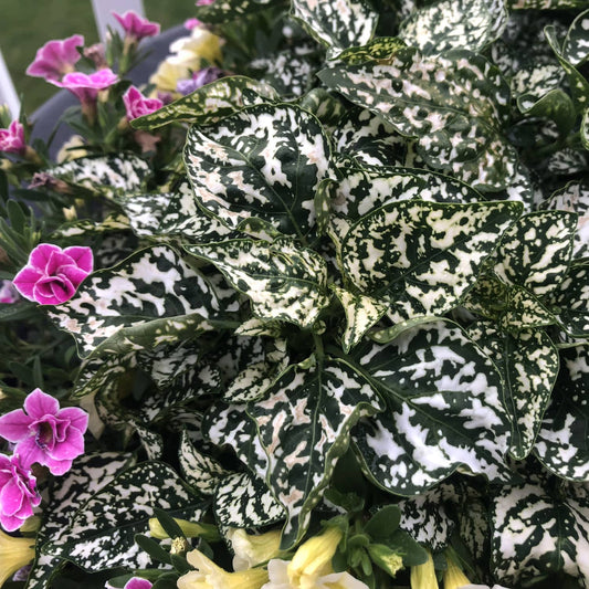 A close-up of a Hippo® White Polka Dot Plant (Hypoestes), with green leaves dotted with white, surrounded by small purple and yellow flowers - Photo Property of Garden Crossings LLC.
