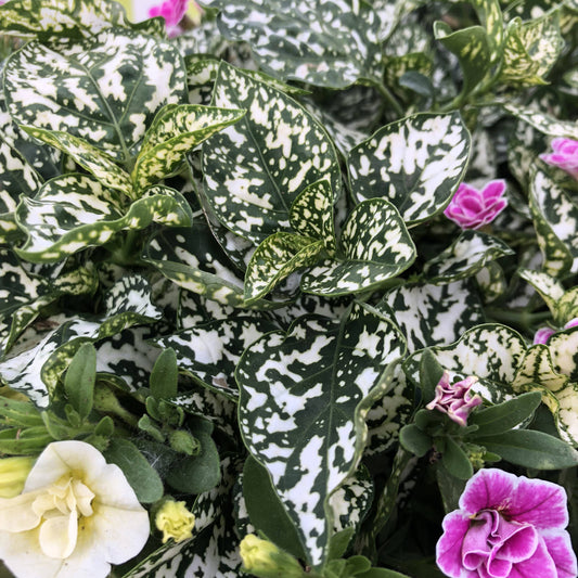 Close-up of Hippo® White Polka Dot Plant (Hypoestes) leaves with white speckles, framed by small purple, pink, and cream flowers - Photo Property of Garden Crossings LLC.