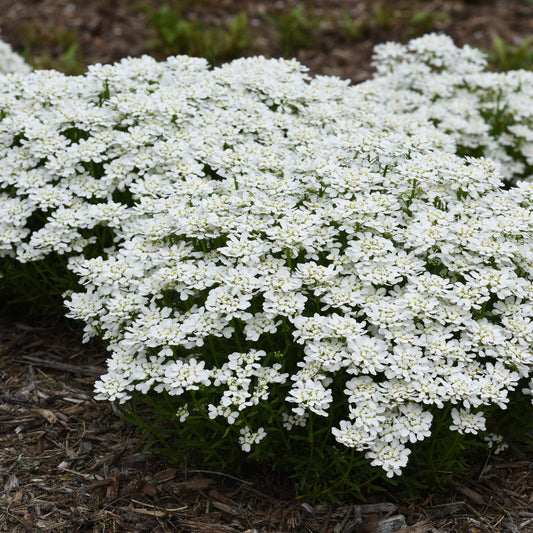 Snowsation' Candytuft (Iberis) -