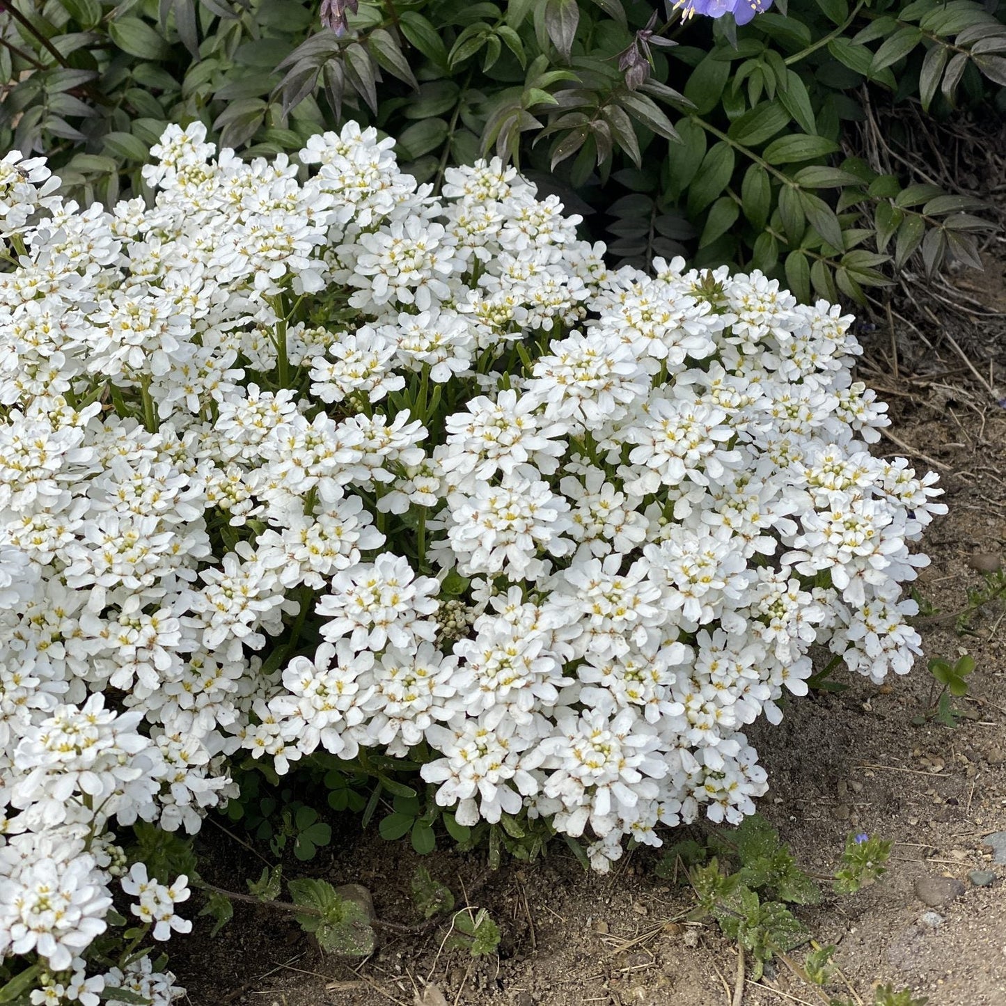 A cluster of white blooms from 'Snowsation' Candytuft (Iberis) flowers densely in a garden bed, set against green foliage with patches of bare soil visible in the foreground - Photo Property of Garden Crossings LLC.