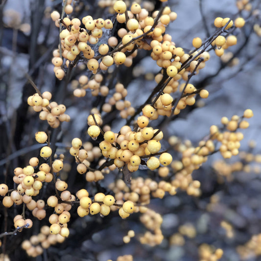 Close-up of branches covered with clusters of small, golden yellow berries from the Berry Heavy® Gold Winterberry Holly (Ilex), set against a blurred background - Photo Property of Garden Crossings LLC