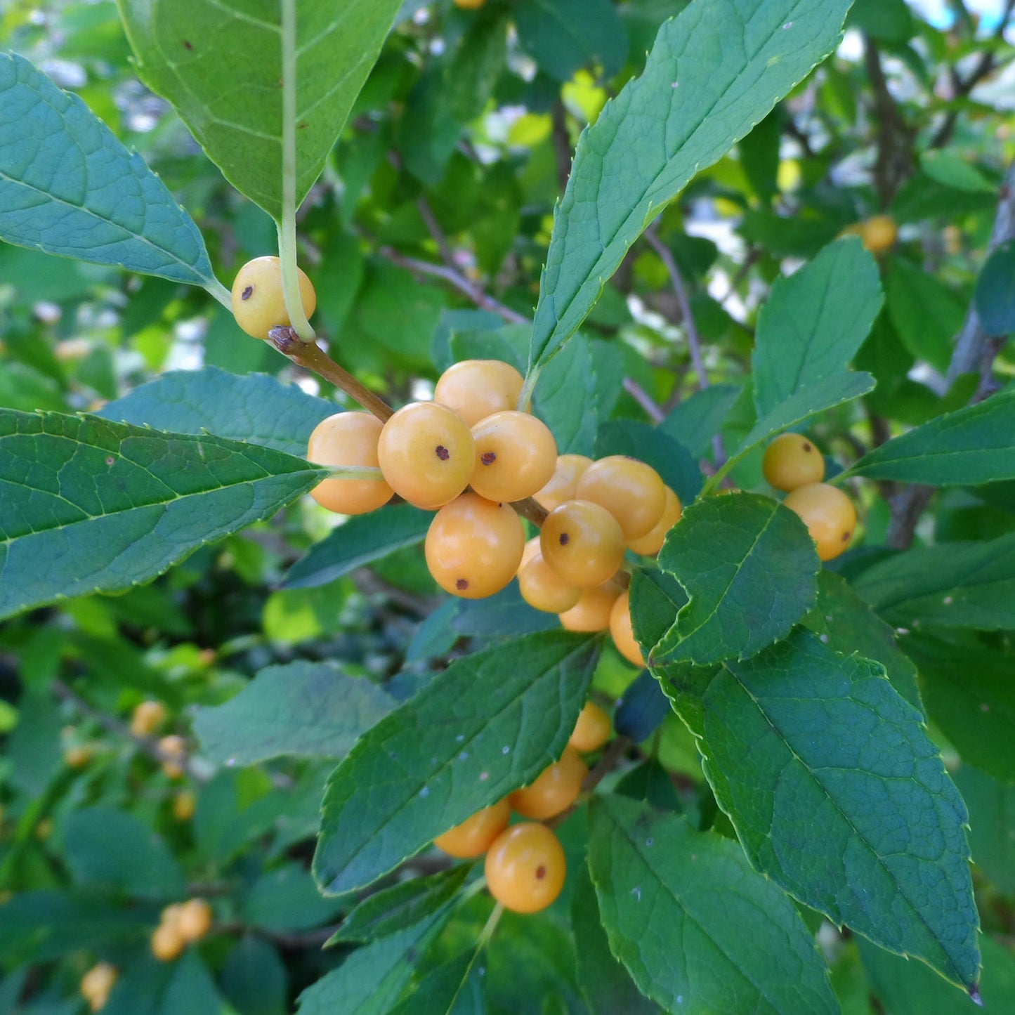 Berry Heavy® Gold Winterberry Holly (Ilex) - Photo Property of Garden Crossings LLC