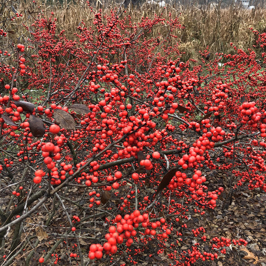 Berry Heavy® Winterberry Holly (Ilex) - Photo Property of Garden Crossings LLC