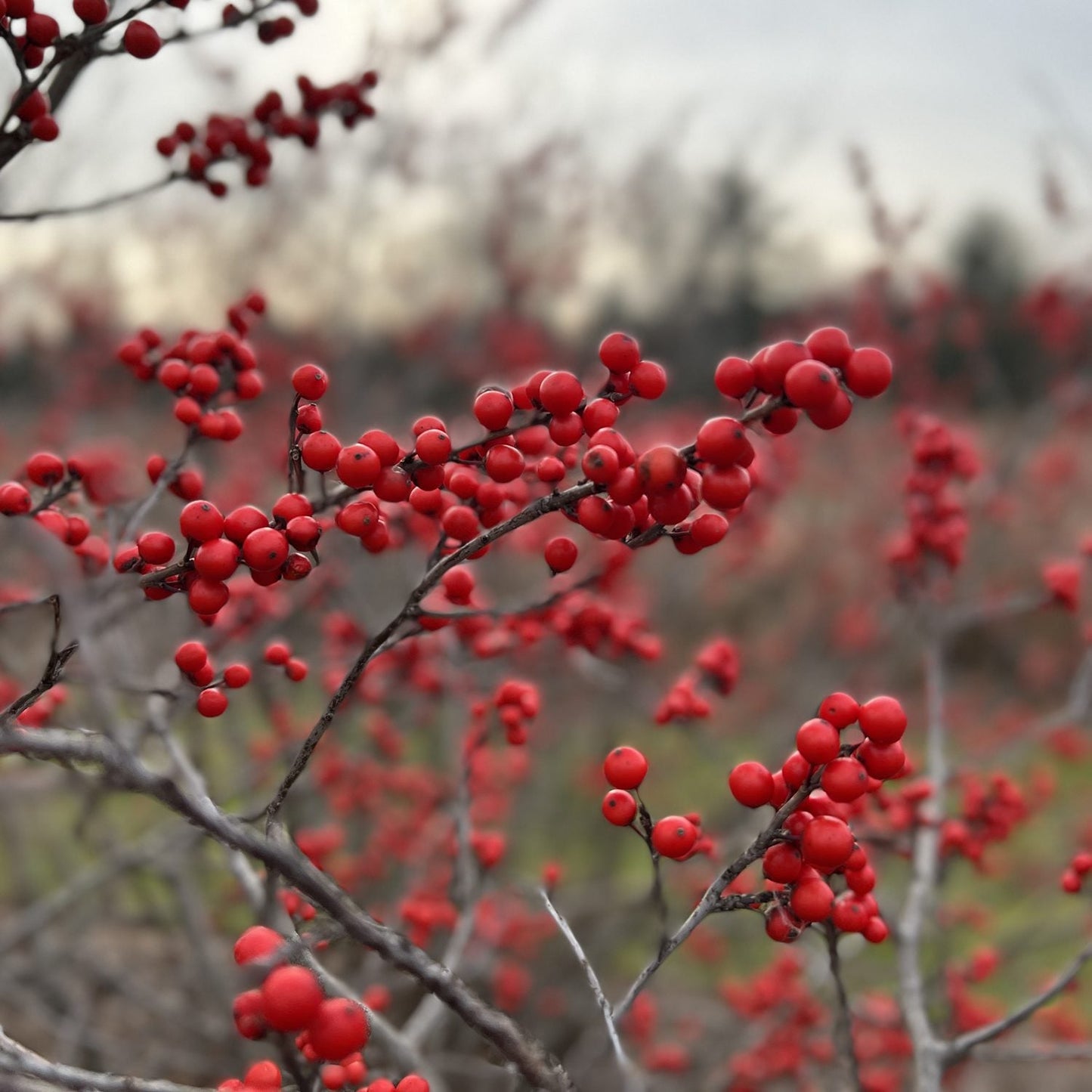 Close-up of bare branches covered in clusters of bright orange-red berries on Berry Heavy® Winterberry Holly (Ilex), with more berry-laden branches blurred in the background beneath an overcast sky. - Photo Property of Garden Crossings LLC