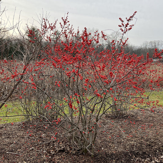 Berry Heavy® Winterberry Holly (Ilex) - Photo Property of Garden Crossings LLC