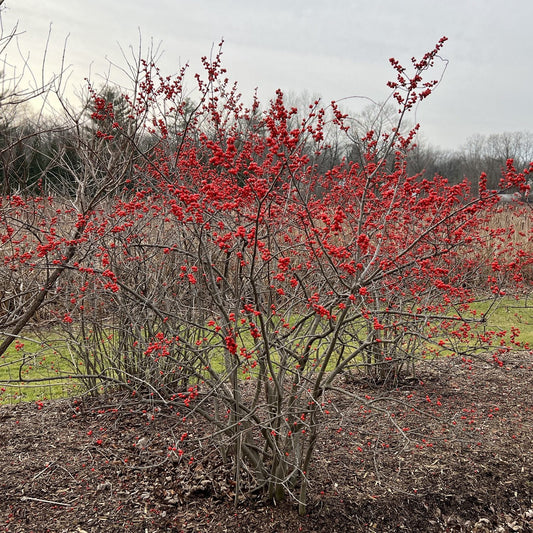 A Berry Heavy® Winterberry Holly (Ilex) shrub with clusters of bright orange-red berries stands in a mulched garden, surrounded by other shrubs and trees beneath a cloudy sky. - Photo Property of Garden Crossings LLC
