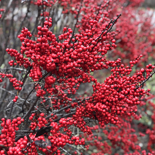 Clusters of bright red berries line the dark, leafless branches of the Berry Poppins® Winterberry Holly (Ilex), set against a backdrop of berry-laden stems that showcase the compact beauty of this flowering shrub. - Photo Property of Garden Crossings LLC