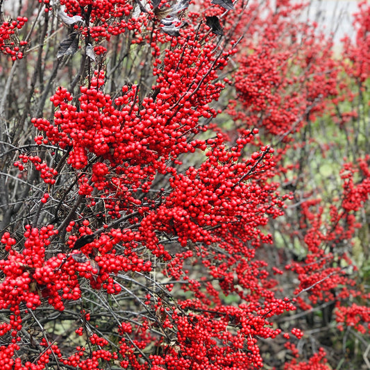 Clusters of bright red berries pop against a blurred green and gray background, highlighting the dense, vibrant beauty of the compact Berry Poppins® Winterberry Holly (Ilex) shrub. - Photo Property of Garden Crossings LLC