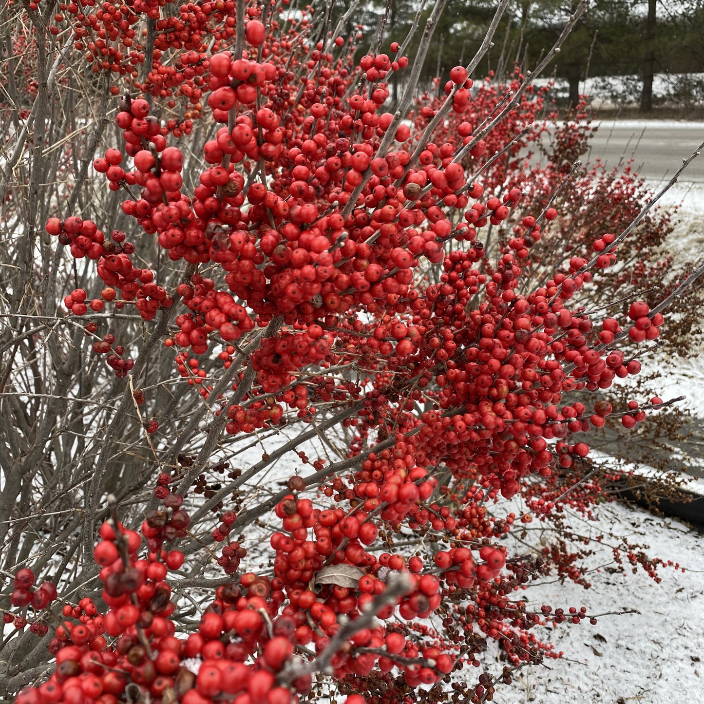 Berry Poppins® Winterberry Holly (Ilex) - Photo Property of Garden Crossings LLC
