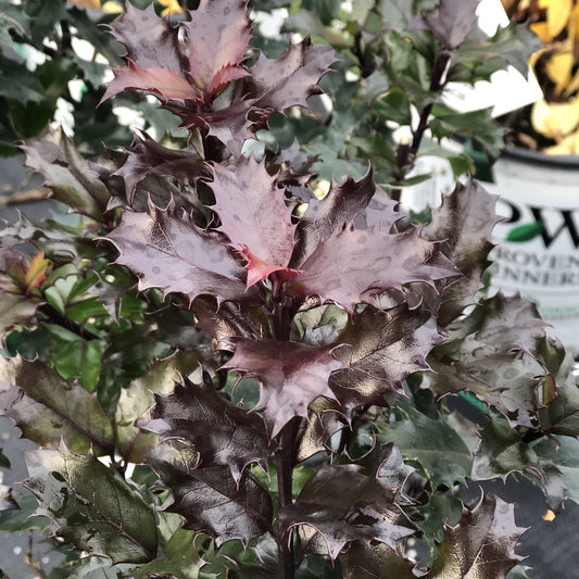 A close-up of Castle Keep® Blue Holly (Ilex), an evergreen with glossy, spiky dark purple leaves featuring pink-tipped edges. Water droplets sit on the foliage, and a plant container is softly blurred in the background. - Photo Property of Garden Crossings LLC