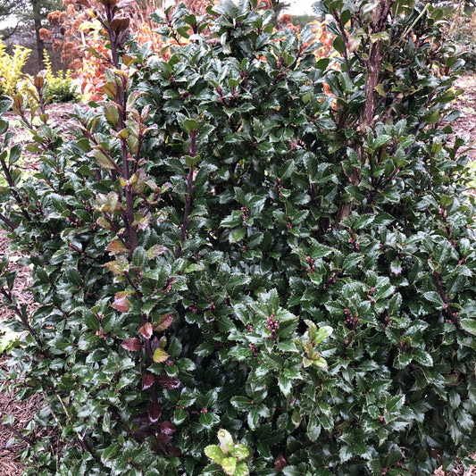 Castle Keep® Blue Holly (Ilex) - Photo Property of Garden Crossings LLC
