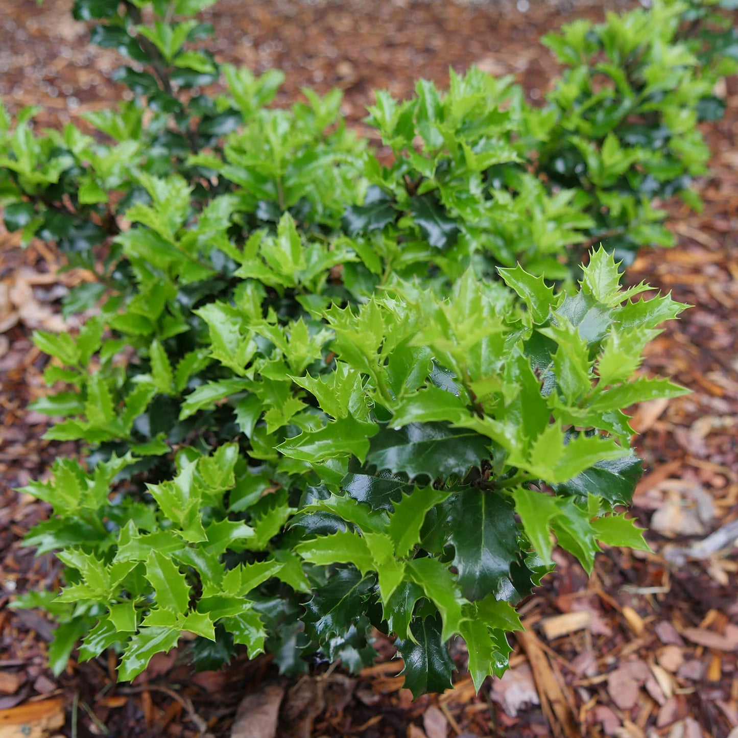 Castle Keep® Blue Holly (Ilex) - Photo Courtesy of Proven Winners, Inc.