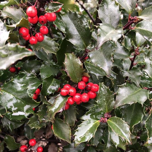 Castle Spire® Blue Holly (Ilex) - Photo Property of Garden Crossings LLC