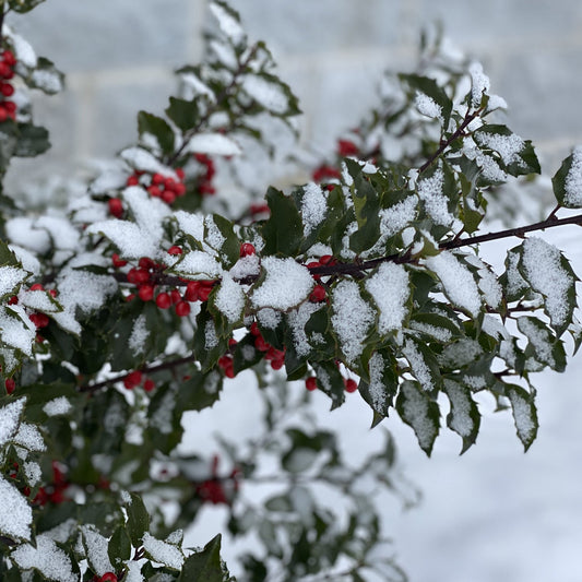 A close-up of Castle Spire® Blue Holly (Ilex) branches with green spiky leaves and clusters of bright red berries, dusted in snow. The background is softly blurred, featuring hints of snow and a gray wall. - Photo Property of Garden Crossings LLC