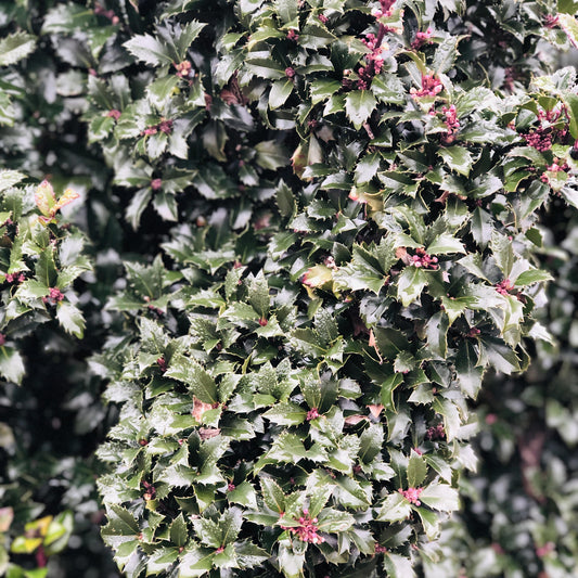 A close-up of dense Castle Wall® Blue Holly (Ilex), a compact evergreen shrub with dark green, spiky leaves and clusters of small red berries, lightly dusted with snow. - Photo Property of Garden Crossings LLC