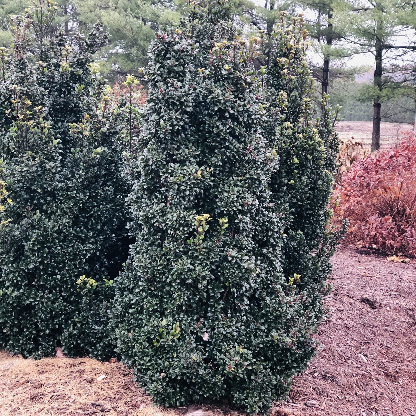 Castle Wall® Blue Holly (Ilex) - Photo Property of Garden Crossings LLC