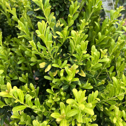 Glow Pop® Japanese Holly (Ilex) - Photo Property of Garden Crossings LLC