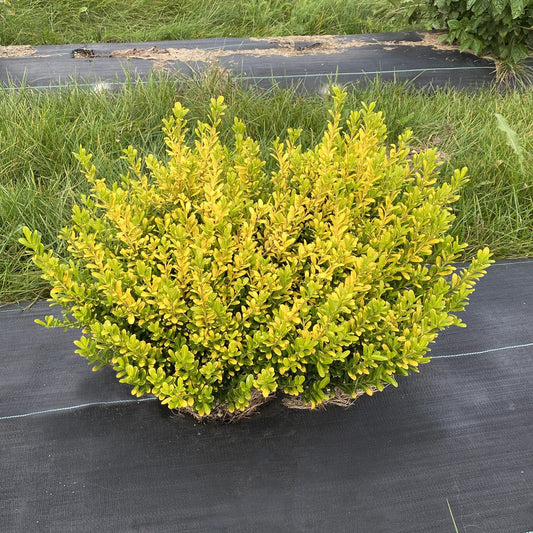Glow Pop® Japanese Holly (Ilex) - Photo Courtesy of Proven Winners, Inc.