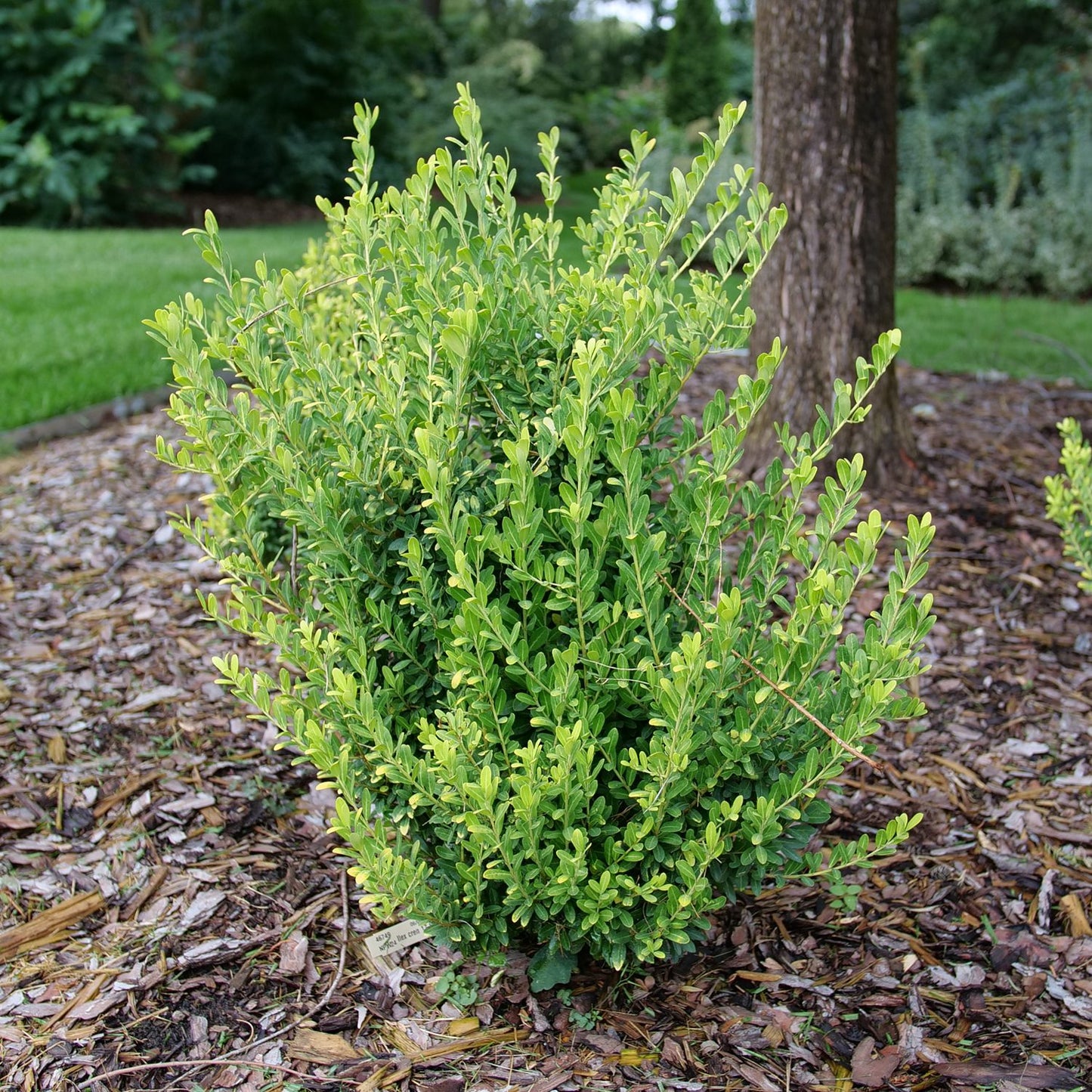Glow Pop® Japanese Holly (Ilex) - Photo Courtesy of Proven Winners, Inc.