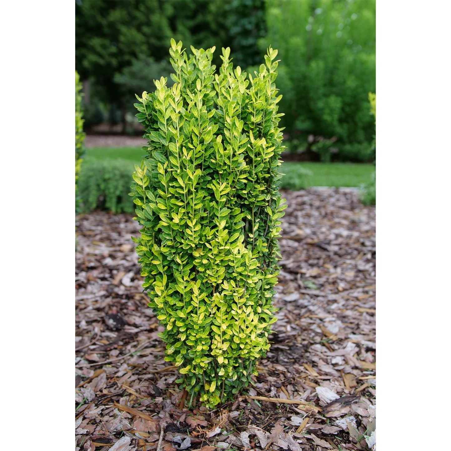 Glow Stick® Japanese Holly (Ilex), a compact, upright shrub with dense, bright green leaves, thrives in a mulched garden bed surrounded by lush plants and softly blurred trees in the background - Photo Courtesy of Proven Winners, Inc.