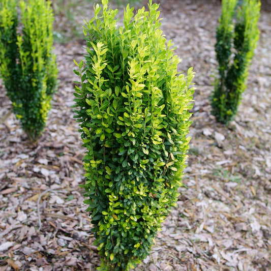 Glow Stick® Japanese Holly (Ilex) - Photo Courtesy of Proven Winners, Inc.