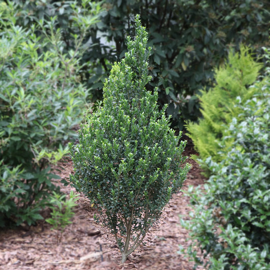 Hedge Box™ Japanese Holly (Ilex) - Photo Courtesy of Proven Winners, Inc.