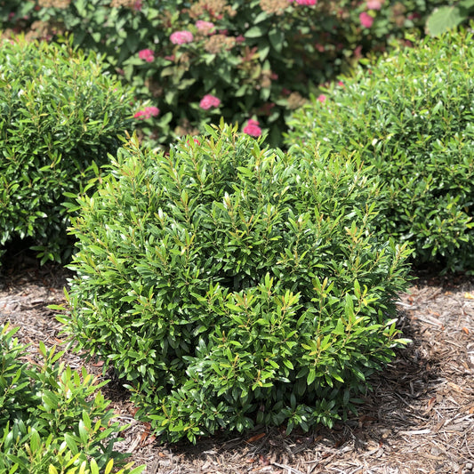 Gem Box® Inkberry Holly (Ilex) - Photo Property of Garden Crossings LLC