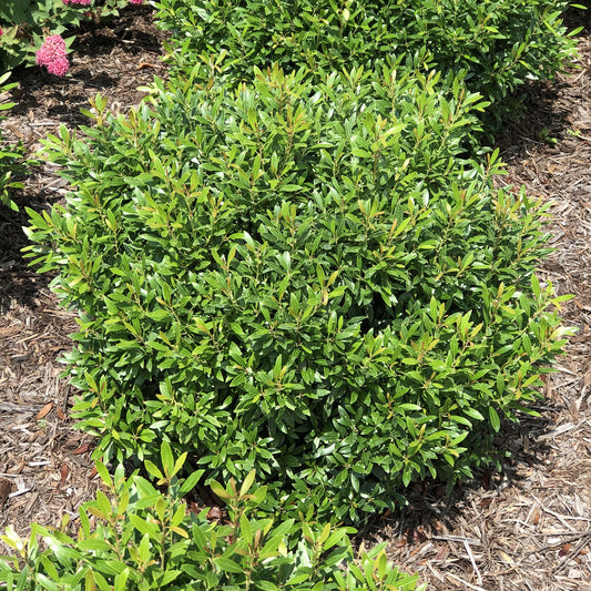 Gem Box® Inkberry Holly (Ilex) - Photo Property of Garden Crossings LLC