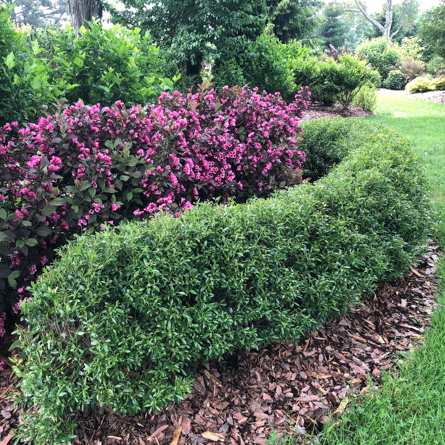 Gem Box® Inkberry Holly (Ilex) - Photo Property of Garden Crossings LLC