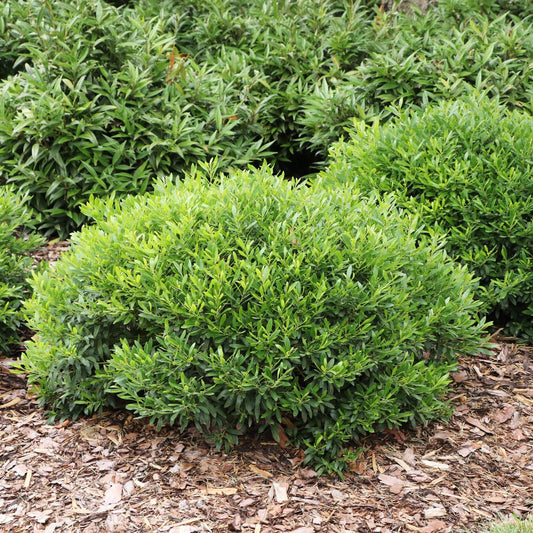 A dense, rounded Gem Box Prime™ Inkberry Holly with bright green leaves grows in a mulched garden bed, surrounded by similar leafy evergreen shrub alternatives to boxwood in the background - Photo Courtesy of Proven Winners, Inc.