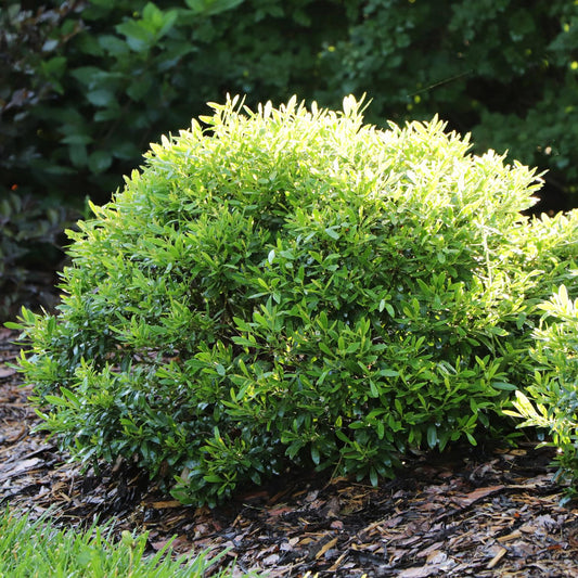 Gem Box Prime™ Inkberry Holly (Ilex) is a dense, green evergreen shrub with small, glossy leaves. Thriving in mulched beds and sunlight, it offers a striking boxwood alternative against darker background foliage - Photo Courtesy of Proven Winners, Inc.