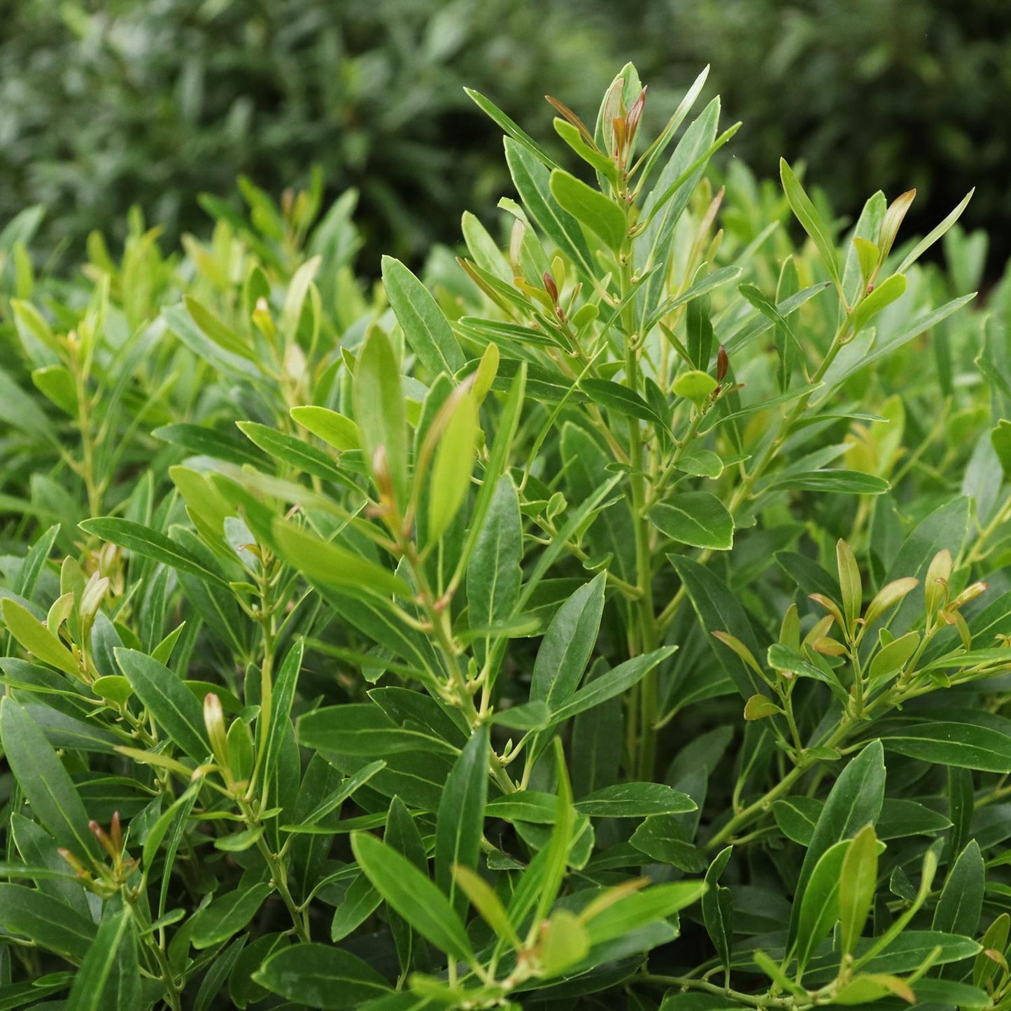 Dense cluster of upright, overlapping Gem Box Prime™ Inkberry Holly (Ilex) leaves with pointed tips and smooth edges resembles a lush boxwood alternative shrub, set against a blurred backdrop of similar evergreen foliage - Photo Courtesy of Proven Winners, Inc.
