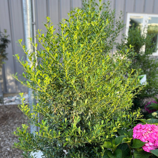 Squeeze Box® Inkberry Holly (Ilex) - Photo Property of Garden Crossings LLC