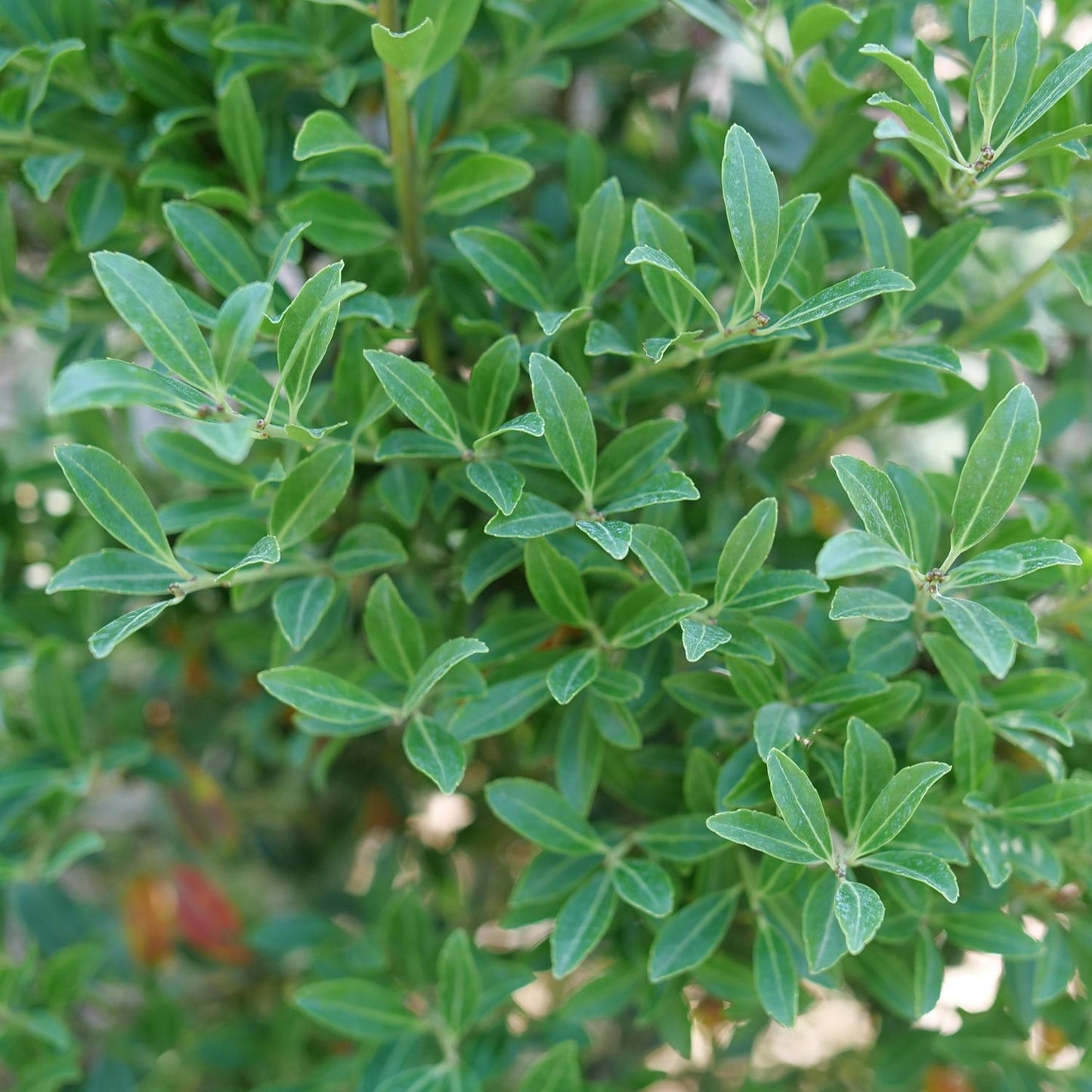 Squeeze Box® Inkberry Holly (Ilex) - Photo Courtesy of Proven Winners, Inc.