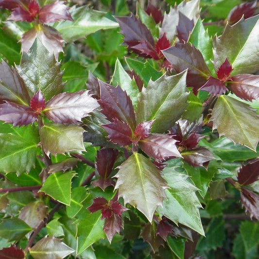 Densely packed, glossy green and reddish-purple spiky leaves of Castle Rouge® Blue Holly (Ilex) display sharp edges and a blend of mature green with young reddish foliage, shown outdoors in natural light - Photo Courtesy of Proven Winners, Inc.