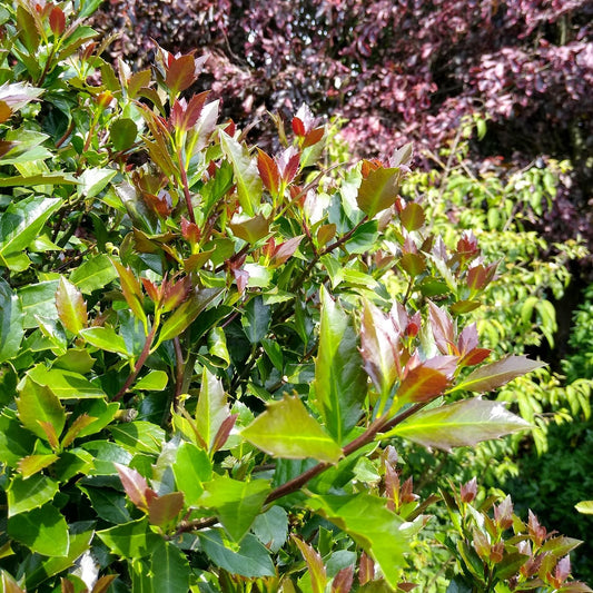 Close-up of Castle Rouge® Blue Holly (Ilex) with shiny green leaves, some showing reddish tips, in bright sunlight; the background features blurred foliage in deep purple and green tones - Photo Courtesy of Proven Winners, Inc.