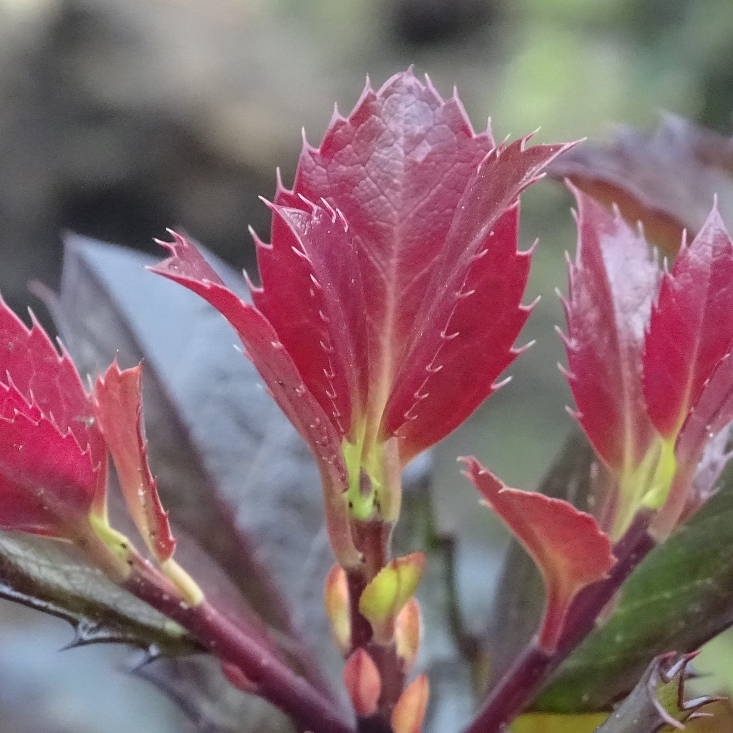Close-up of new, red Castle Rouge® Blue Holly (Ilex) leaves with serrated edges and fine hairs, surrounded by darker mature foliage against a soft, blurred background - Photo Courtesy of Proven Winners, Inc.