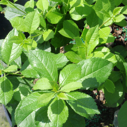 Mr. Poppins® Winterberry Holly (Ilex) - Photo Courtesy of Proven Winners, Inc.